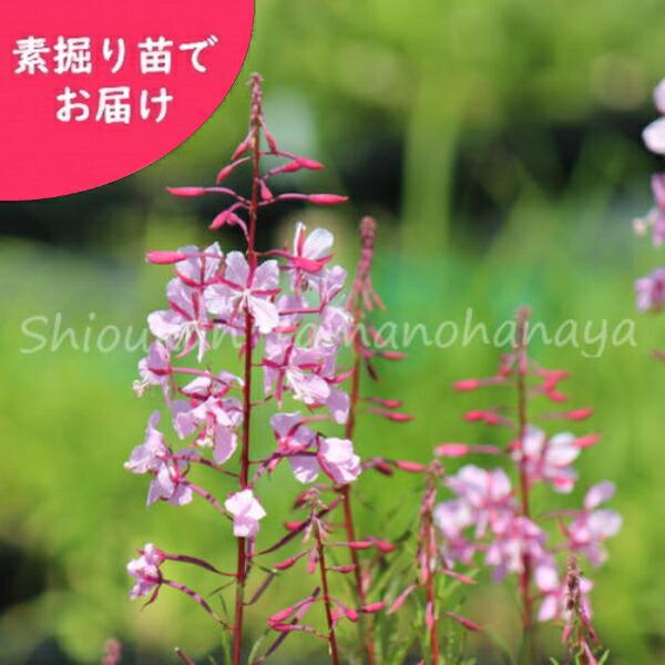 薄桃花ヤナギラン100株セットで彩る自然庭園