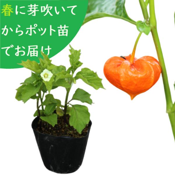 予約受付中▼大実ホオズキ 10.5cmポット苗2ポットセット 切り花用・食用不可/お盆のお供え花/鬼灯/ホウズキ/※2027年5月14日お届け開始