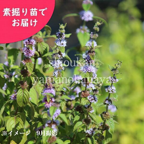 予約受付中▼(20株)日本ハッカ 素掘り苗20株 耐寒性多年草/日本薄荷/ミント/※2026年11月6日お届け開始