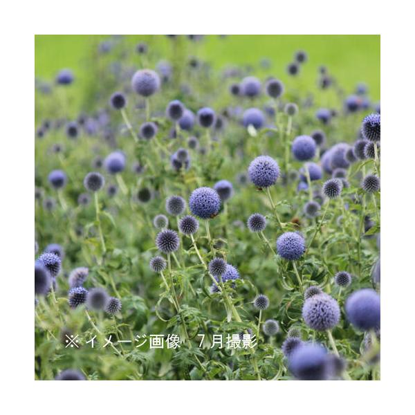 1ポット ルリタマアザミ10 5cmポット苗宿根草 耐寒性多年草 エキノプス Buyee 日本代购平台 产品购物网站大全 Buyee一站式代购bot Online