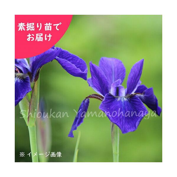 　商品名：サキガケアヤメ（さきがけあやめ）　和名：魁文目、先駆け文目　草丈：４０ｃｍ〜１ｍ　分類：アヤメ科アヤメ属　耐寒性多年草　開花時期：5〜7月　植え付け適期：涼しくなった秋か、早春　管理場所：日〜半日陰通常の青花アヤメよりも先駆けで咲...