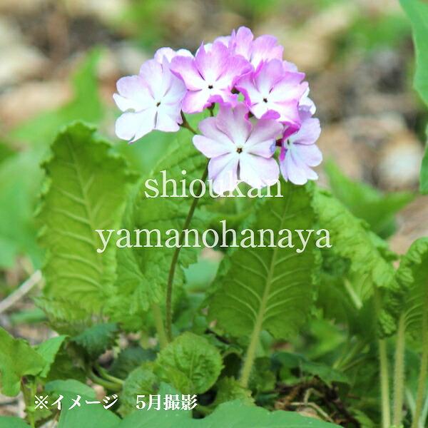 苗 桜草の人気商品 通販 価格比較 価格 Com