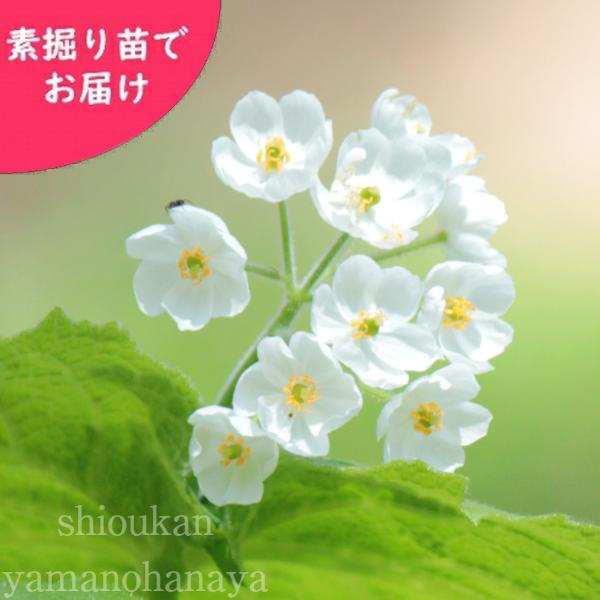 株 サンカヨウ 素掘り苗株 春咲き山野草 スケルトンフラワー Sankayou 紫桜館 山の花屋 通販 Yahoo ショッピング
