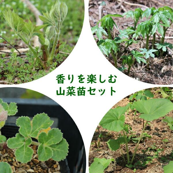 山の野菜独特のスーッと抜けるような爽やかな山菜苗を集めました。栽培する場所は基本的に朝陽が当たり西日が当たらない半日陰、または木漏れ日がさすくらいの木陰がお勧めです。あまり乾燥する場所は好まないので気を付けてあげてください。プランターや鉢で...
