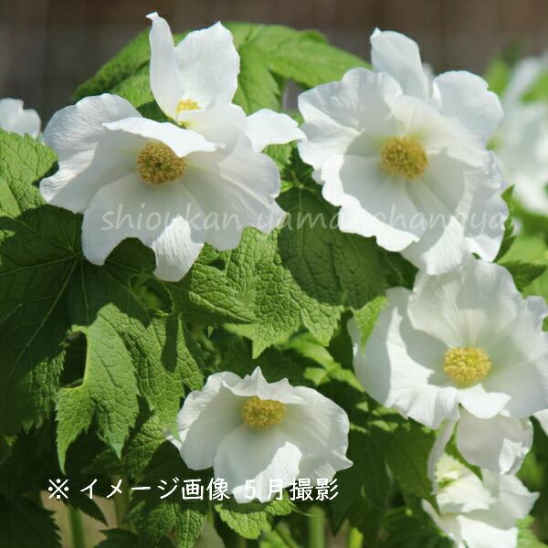 1ポット 白花シラネアオイ 10 5cmポット1芽植え苗 山野草 耐寒性多年草 白根葵 4 13蕾 開花中 Sirosirane 紫桜館 山の花屋 通販 Yahoo ショッピング