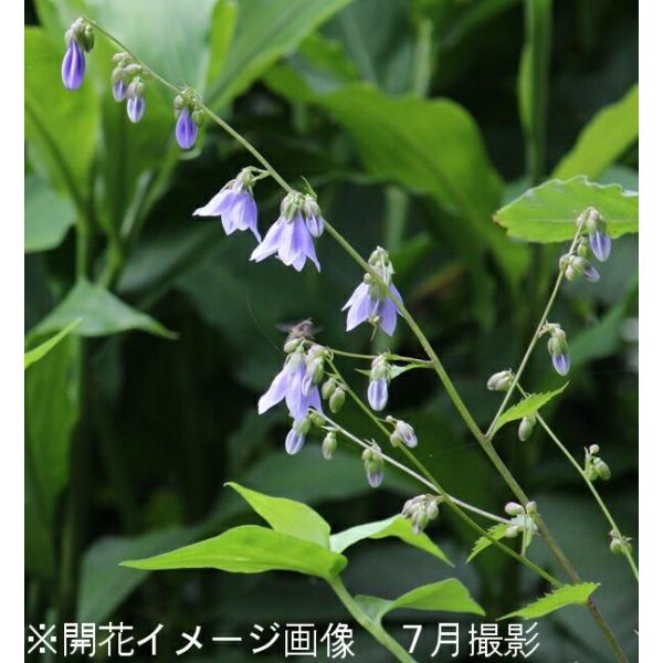 1ポット)ソバナ 10.5cmポット苗 山野草/山菜苗/耐寒性多年草/岨菜/蕎麦菜 /【Buyee】 1ポット)ソバナ 10.5cmポット苗 山野草/山菜苗/耐寒性多年草/岨菜/蕎麦菜 /【Buyee】