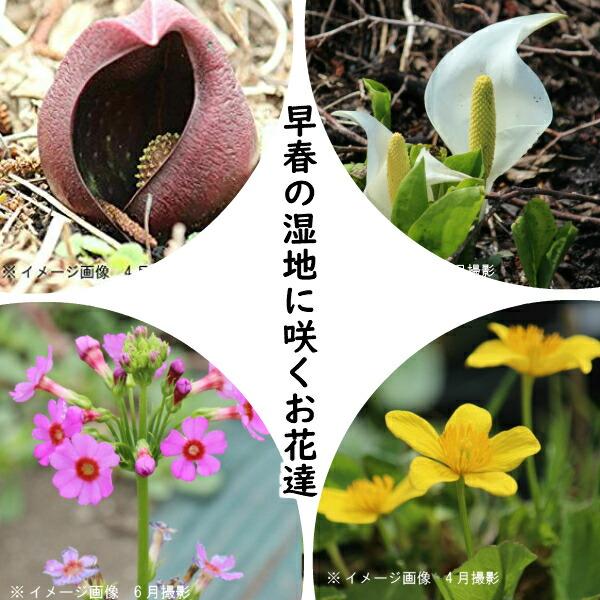 選択 花色おまかせ 湿生植物 休眠株 １ポット 水辺植物 クリンソウ ビオトープ 水生植物