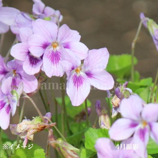 サクラタチツボスミレ 9cmポット苗 山野草/耐寒性多年草/立壺菫/新商品