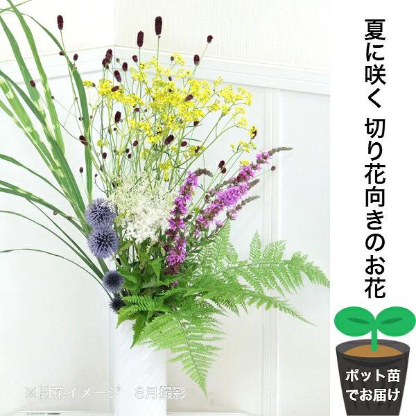 宿根草セット 夏に咲く切り向きのお花６種各１ポットセット 純ワレモコウ オミナエシ ミソハギ リョウメンシダ 白花キョウカノコ ルリタマアザミ Summer2 紫桜館 山の花屋 通販 Yahoo ショッピング