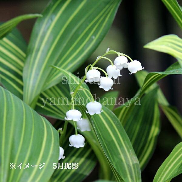 縞斑入りドイツスズラン 10.5cmポット苗 斑入り植物/鈴蘭/新商品/※今季