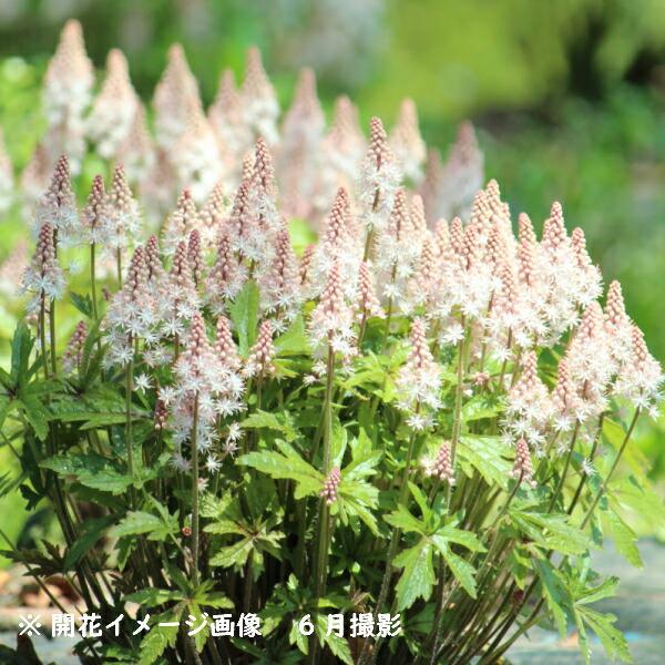 　学名：Tiarella'PinkSkyrocket'　　　　（ティアレア　ピンクスカイロケット）　原産地：北アメリカ　分類：ユキノシタ科スダヤクシュ属　耐寒性多年草　開花時期：５〜６月　草丈：20〜30ｃｍm　管理場所：半日陰　耐暑性（弊...