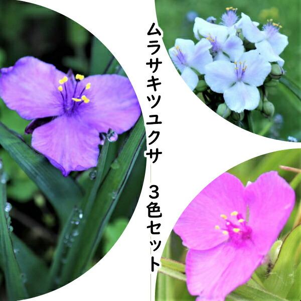 ムラサキツユクサを３色セットにしました桃花・紫花・白花をそれぞれ2ポットずつ　和名：紫露草　学名：Tradescantiaohiensis（トラディスカンディア）　花言葉：快活、ひとときの幸せ　草丈：30〜70ｃｍ　分類：ツユクサ科トラデス...