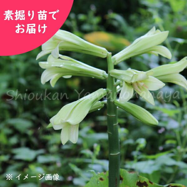 オオウバユリ素掘り苗100株の育て方と楽しみ方