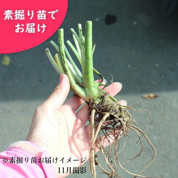 畑わさび20株セットの育て方と楽しみ方ガイド