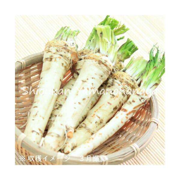 買い物 正式名 清水屋種苗園芸ショップ宇治交配 おでん大根 あじづくり 味づくり