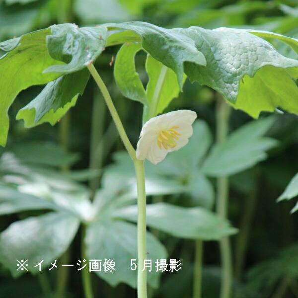 5ポット アメリカハッカクレン10 5cmポット苗5ポットセット山野草 耐寒性多年草 亜米利加八角蓮 Buyee Buyee 提供一站式最全面最專業現地yahoo Japan拍賣代bid代拍代購服務