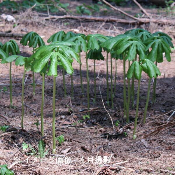 5ポット アメリカハッカクレン10 5cmポット苗5ポットセット山野草 耐寒性多年草 亜米利加八角蓮 Buyee Buyee 提供一站式最全面最專業現地yahoo Japan拍賣代bid代拍代購服務