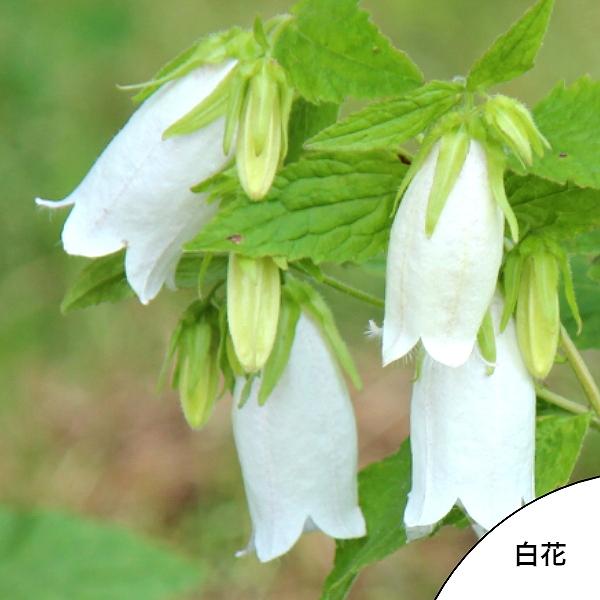 5ポット)白花ホタルブクロ 9cmポット苗5ポットセット 山野草/蛍袋