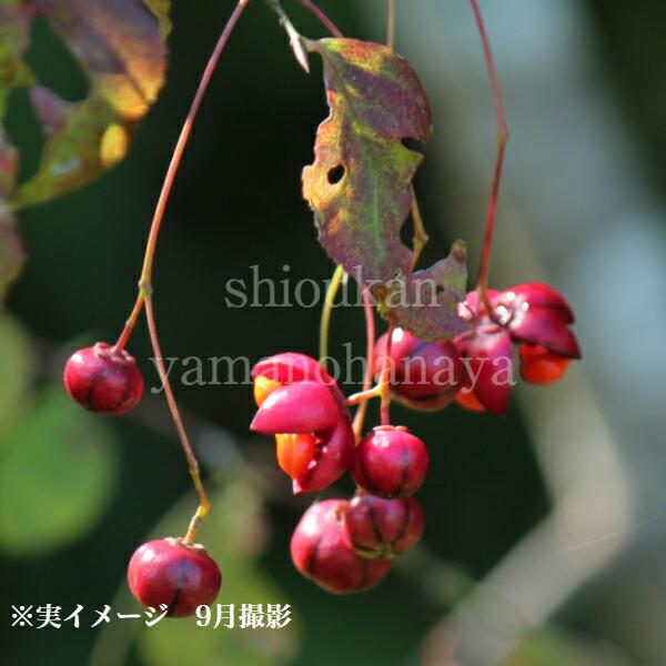 (5ポット)ツリバナ 9cmポット苗5ポットセット 樹高5~15ｃｍ/落葉樹/苗木/吊り花/※休眠 落葉済み