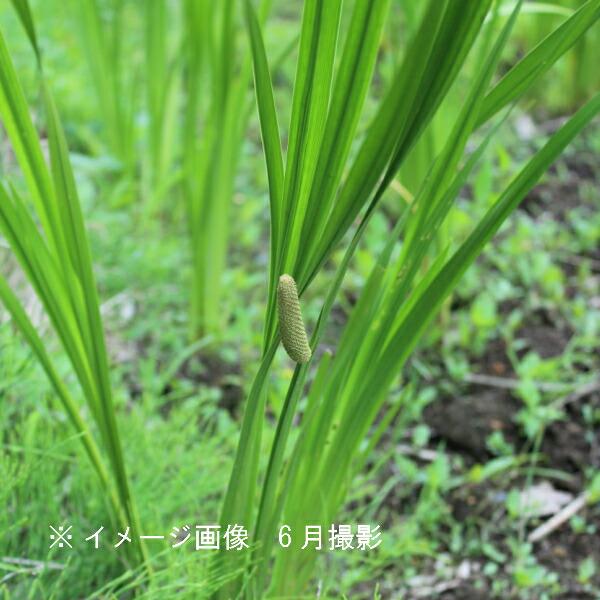 Neko様　売約済みです。耐寒宿根草　菖蒲湯用の菖蒲です。　22-4(5) shioukan-hanaya_x-11341