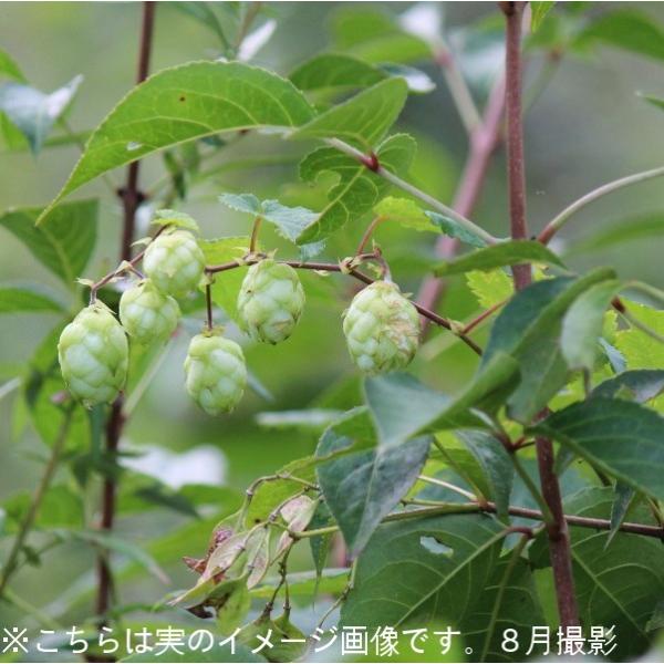 こちらの商品は日本自生種の唐花草（ホップ）です。岩手県に自生している苗を増殖させたものになります。ビール作りに適しているホップは海外自生種の西洋唐花草のため、ビール作りには不向きな品種です。　商品名：ホップ（ほっぷ）　和名：唐花草　学名：H...