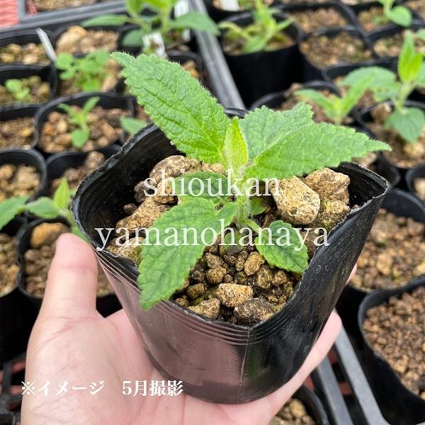 5ポット 岩手県産チョロギ9cmポット種芋仮植え苗5ポットセット長老喜 無農薬栽培 山菜苗 Buyee 日本代购平台 产品购物网站大全 Buyee一站式代购