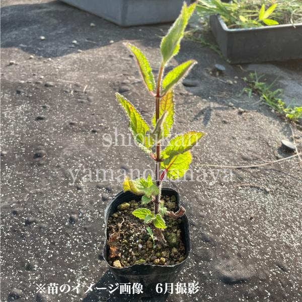 5ポット 岩手県産チョロギ9cmポット種芋仮植え苗5ポットセット長老喜 無農薬栽培 山菜苗 Buyee 日本代购平台 产品购物网站大全 Buyee一站式代购