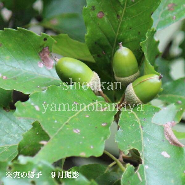 5ポット)どんぐりの木/コナラの木 9cmポット苗5ポットセット 樹高約10