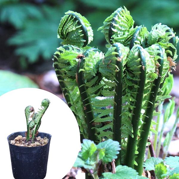 　学名：Matteuccia struthiopteris　和名：草蘇鉄（クサソテツ）　別名：コゴメ、カンソウ、ガンソウ　分類：イワデンダ科クサソテツ属　耐寒性多年草※6月〜10月は葉茎を切り詰めてお届けとなります。切り詰めて植え付けた方が...