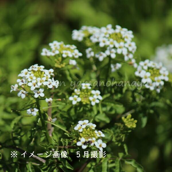 5ポット クレソン 10 5cmポット苗5ポットセット 湿地性植物 オランダガラシ X Kureson9 紫桜館 山の花屋 通販 Yahoo ショッピング