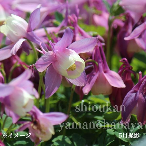 苗 オダマキの人気商品 通販 価格比較 価格 Com