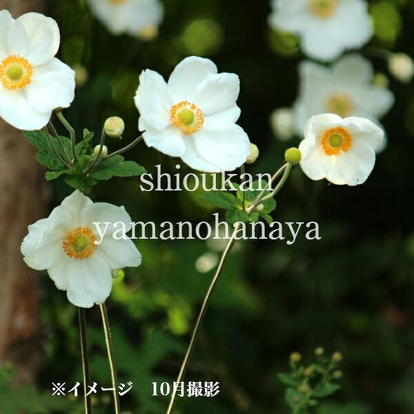 秋 菊 苗の人気商品 通販 価格比較 価格 Com