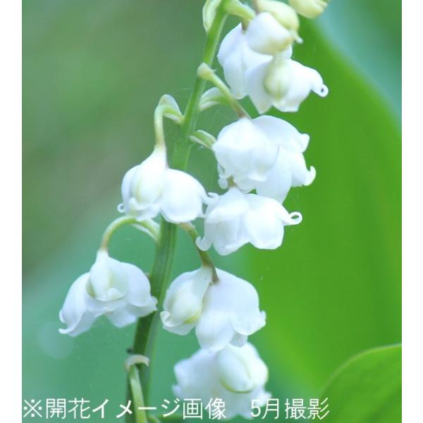 1ポット 八重咲きドイツスズラン9cmポット苗宿根草 耐寒性多年草 鈴蘭 Buyee 日本代购平台 产品购物网站大全 Buyee一站式代购bot Online