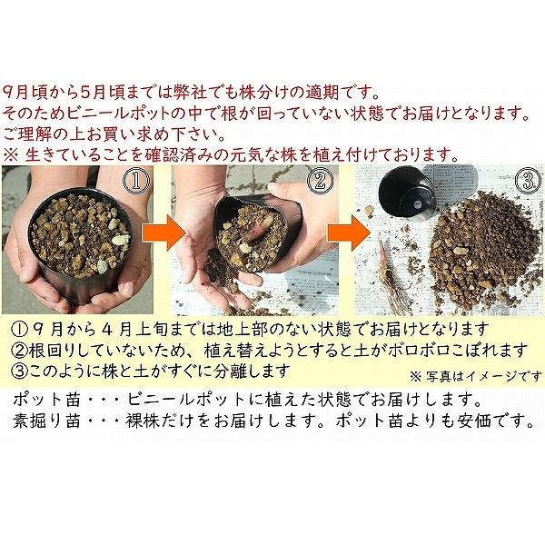 1ポット 八重咲きドイツスズラン9cmポット苗宿根草 耐寒性多年草 鈴蘭 Buyee 日本代购平台 产品购物网站大全 Buyee一站式代购bot Online