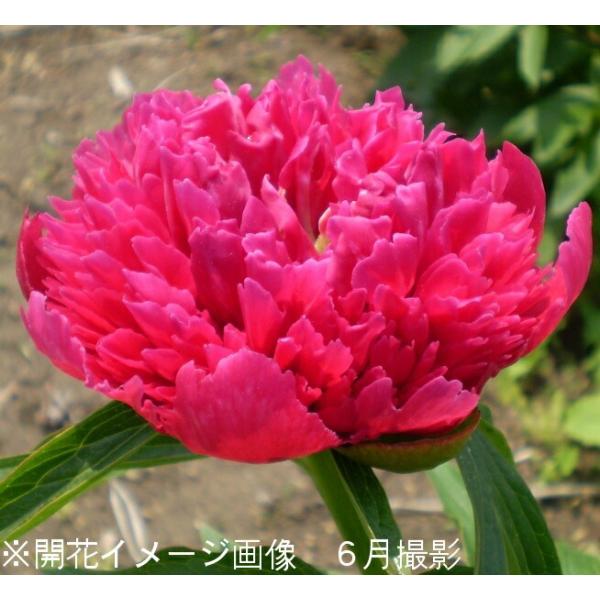 1ポット 八重咲きシャクヤク赤花 白花 桃花無選別15cmポット大株仮植え苗宿根草 耐寒性多年草 芍薬 Buyee 日本代购平台 产品购物网站大全 Buyee一站式代购