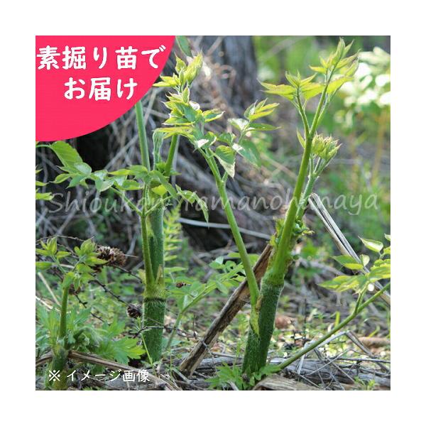 　和名：独活　学名：Araliacordata　花言葉：淡泊　分類：ウコギ科タラノキ属　耐寒性多年草　開花時期：8〜9月　耐暑性（弊社で経験済みの温度）：３０℃　耐寒性（弊社で経験済みの温度）：-１５℃毎年、大人気のウド。スーパーなどでは白...