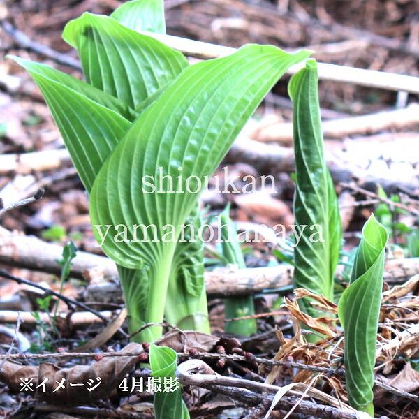 ヤマウルイ　10.5cmポット苗　 山菜苗/ホスタ/オオバギボウシ/新商品/※休眠 地上部無し