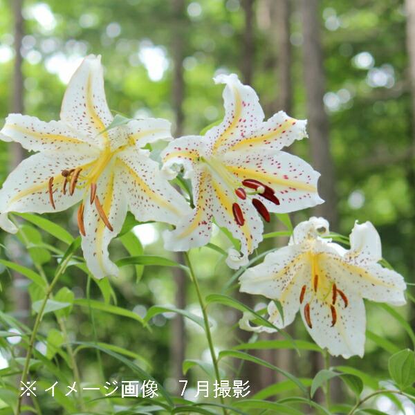 ヤマユリ 12cmポット苗 山野草/耐寒性多年草/山百合/※6/29芽吹き始め