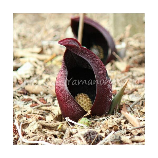 1ポット ザゼンソウ 12cmポット今季花芽無し大株苗 山野草 湿地性植物 座禅草 植え付けから1年後の開花見込み苗 Zazennno 紫桜館 山の花屋 通販 Yahoo ショッピング