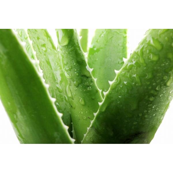 アロエベラ 生葉 10kgと アロエ 苗 10株 Www Arilab Com Tr Index Php