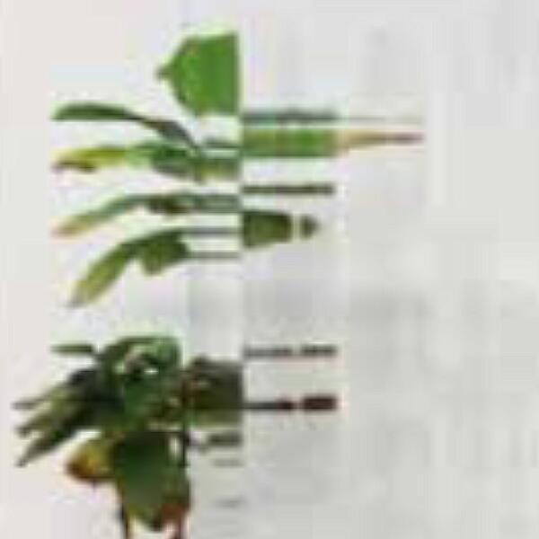 { ANG[X DS[ KXF(o) 3mm 1830X1220mm (4X6) JSP (Ɩp)Jbg͗Lŏ܂ ̃ANG[XꗗL
