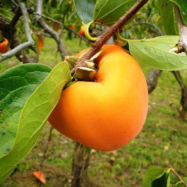 RYbBSڊ`uЂ߁vi2kgi5`6jj 萁t@[ ɂEs \[~̌IMtg