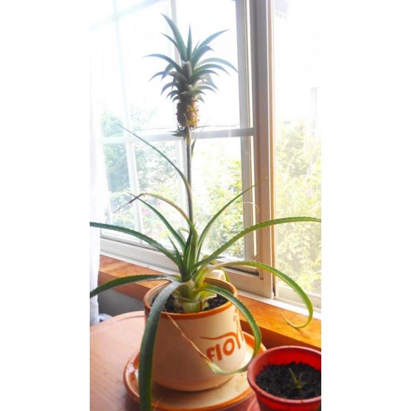 沖縄県原産の「ヒメパイン（ミニパイン）」の苗です。植え付けから1年以上経過し、健康に育った苗をお送りします。根の張りと根腐れ防止のため、小粒の赤玉土にて管理しています。現在は10cm、高さ13cmのオシャレな水色ポットに入っています。お送り...