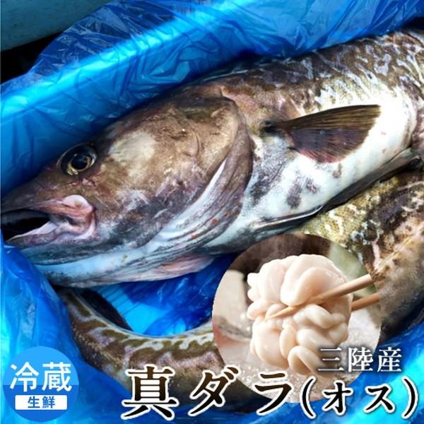 たら 真鱈 生 たら オス1尾3 4kg 三陸産 気仙沼 漁港直送 朝どれ 生タラ 真ダラ たら鍋 Morenotafurt Com