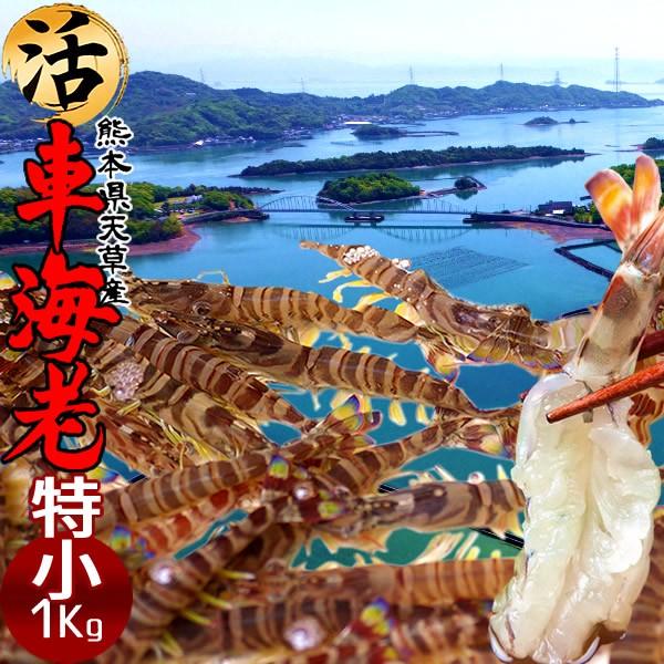 エビ 刺身 車海老 活 天草 特小ss 車えび 1kg 刺身 しゃぶしゃぶ 熊本県産 生き クルマエビ ギフト 父の日 ギフト 30 Kurmaebi Ss1kg 食紀行 Japanfood 通販 Yahoo ショッピング