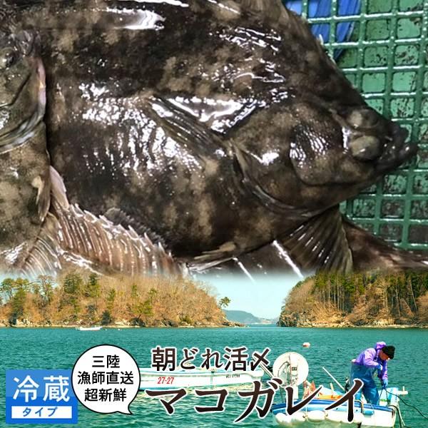 活魚 気仙沼 鮮魚 マコカレイ 600g前後 2尾 三陸宮城県産 唐桑半島 漁師直送 旬 季節のお魚 高級魚 活〆冷蔵 生魚 刺身 料理屋 料亭 料理食材 Skilledstaffsources Com