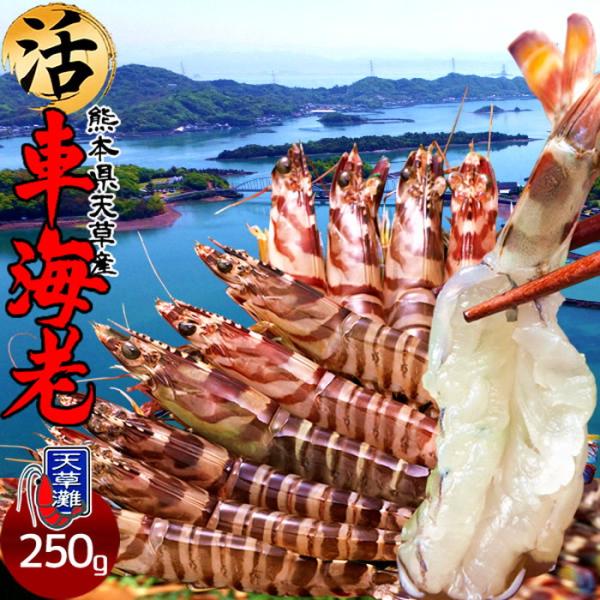 ※2025年新えびの出荷が始まりました。年末年始のお届けも承っております。車海老養殖発祥の地「熊本県 天草特産品」あまくさブランド天草で育てた自慢の車えび、養殖場から水揚げしたての新鮮さをそのままお届けします。車えびに適した環境で育つ当養殖...