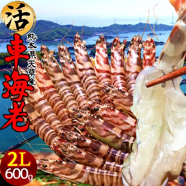 ※2025年新えびの出荷が始まりました。年末年始のお届けも承っております。車海老養殖発祥の地「熊本県 天草特産品」あまくさブランド天草で育てた自慢の車えび、養殖場から水揚げしたての新鮮さをそのままお届けします。車えびに適した環境で育つ当養殖...