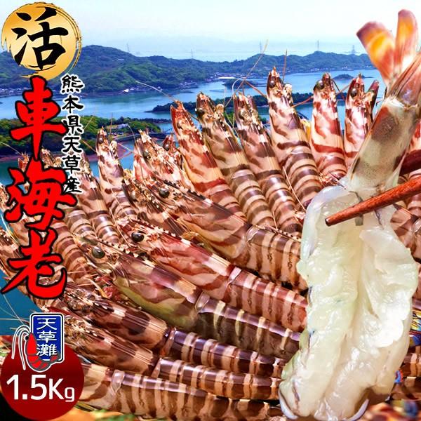 車海老 活き［予約11月］ML 1.5kg(45-66尾入) 車えび 生きたまま発送