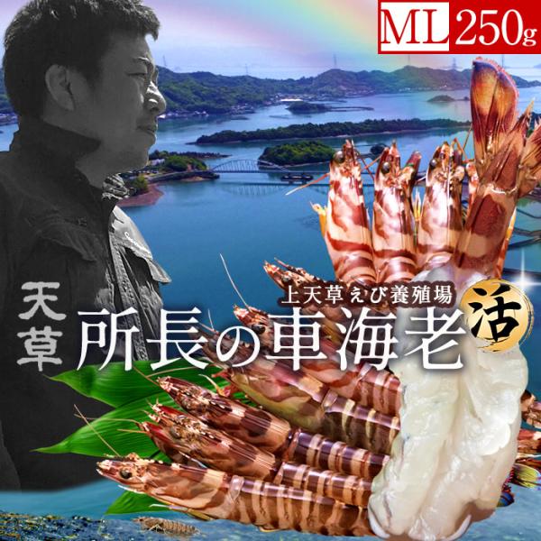 ※2025年新えびの出荷が始まりました。年末年始のお届けも承っております。車海老養殖発祥の地「熊本県 天草特産品」あまくさブランド天草で育てた自慢の車えび、養殖場から水揚げしたての新鮮さをそのままお届けします。車えびに適した環境で育つ当養殖...
